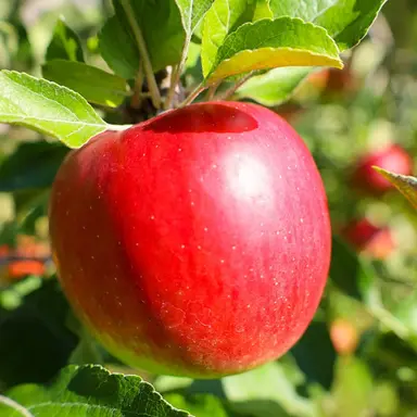 Profile image of 마플