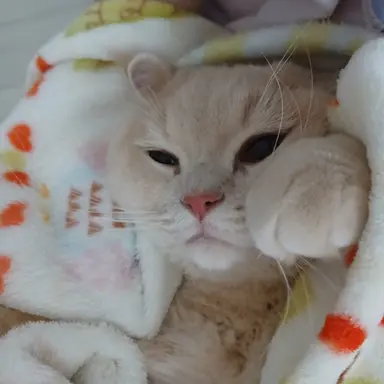 Profile image of 여우