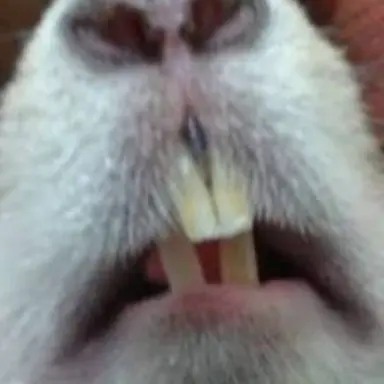 Profile image of 앞니