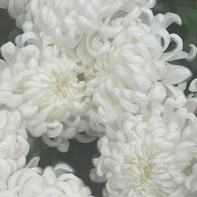 Profile image of 애저