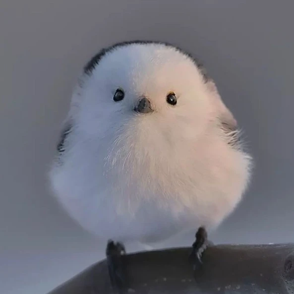 까다로운 새