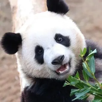 Profile image of 판다