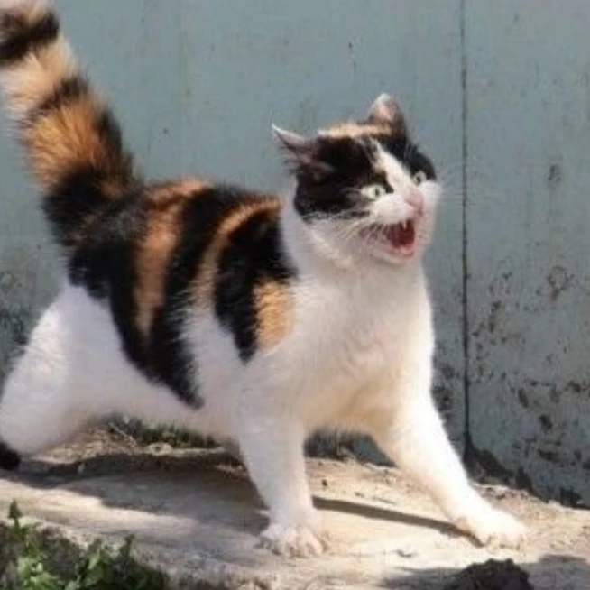 런즈 팬더믹