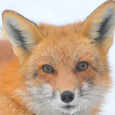 Profile image of 여우