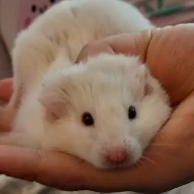 Profile image of 연하윤