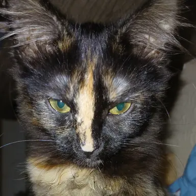Profile image of Quinn