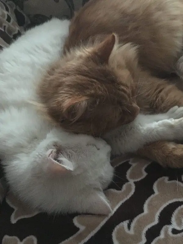eclipseandmoon의 you’re a cat ~!