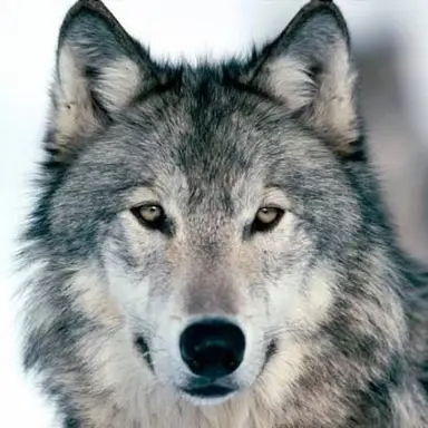 Profile image of 늑대