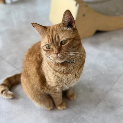 내 고양이 치즈