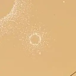 RawGlove4662의 아기 된 user+꽥꽥탐험대+여우