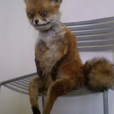 Profile image of 여우