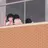 아키야마 후미카