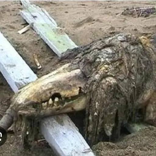 SmugIdol1655의 SCP-682