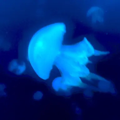 Profile image of 쒜이무