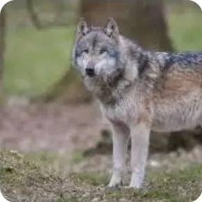 Profile image of 늑대