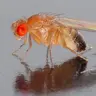 Profile image of 초파리