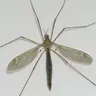 Profile image of 각다귀
