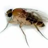 Profile image of 벼룩파리