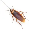 Profile image of 이질 바퀴