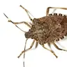 Profile image of 썩덩나무노린재