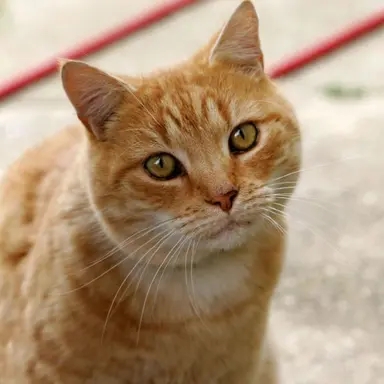 Profile image of 강뽀양