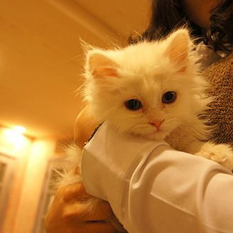 하지마세요(개인용) 고양이 참교육 대표 이미지