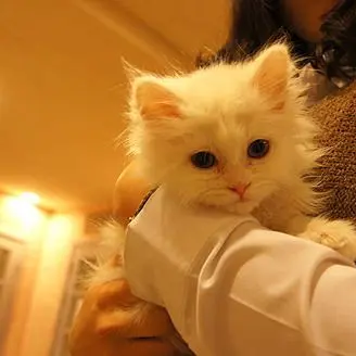 PrettyDam5267의 하지마세요(개인용) 고양이 참교육