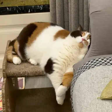 Profile image of Momo