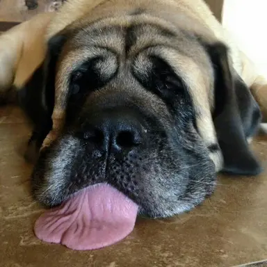 Profile image of Toasty
