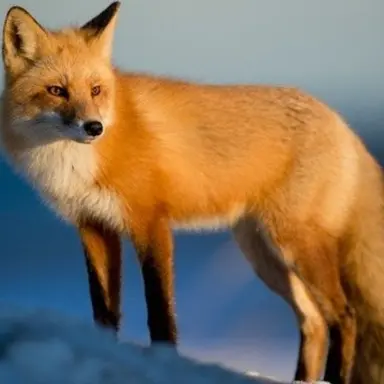 Profile image of 여우