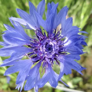 Profile image of フランス