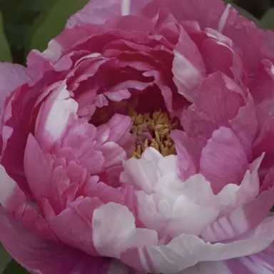 Profile image of 中国