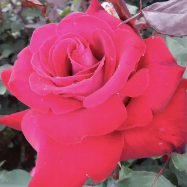 Profile image of アメリック