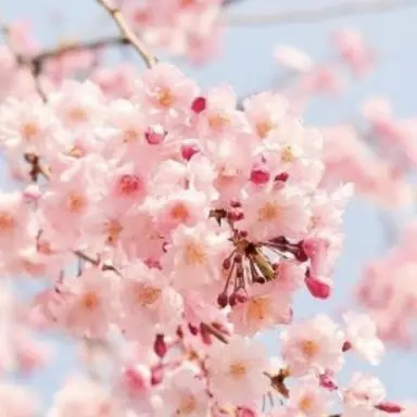 Profile image of ヒノモト