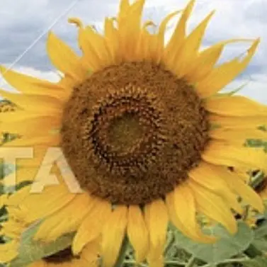 Profile image of ロシア