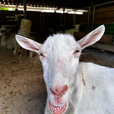 Profile image of 염소