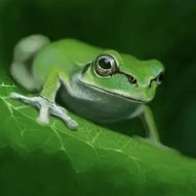 Profile image of 巨大カエル