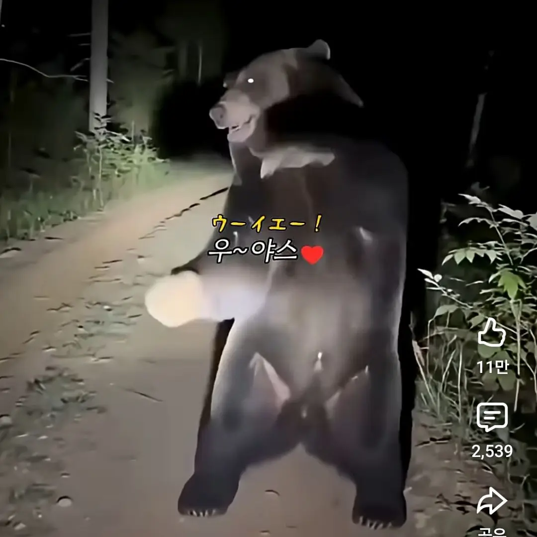 LazySlur4570의 댕댕 컴퍼니 얀데레 싸이코 바이러스?