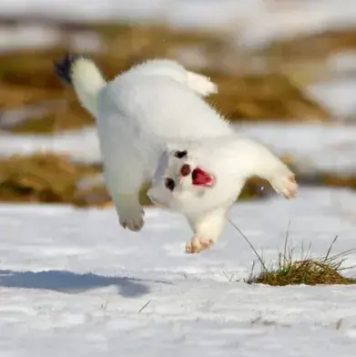 MuskyRiver6675의 TF141-pick me- hybird