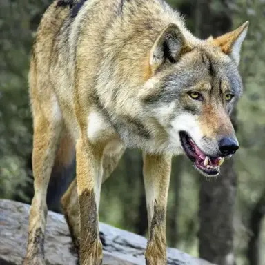 Profile image of Wolf