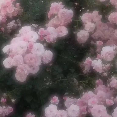 Profile image of 佐野美来