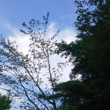 Profile image of 칸로지 미츠리