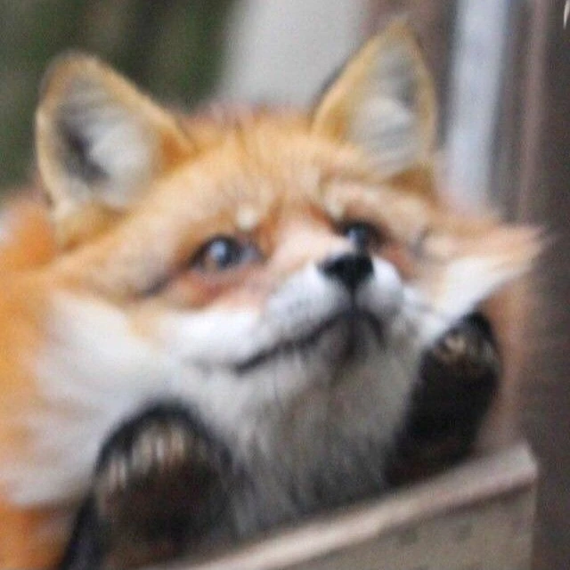 강영현