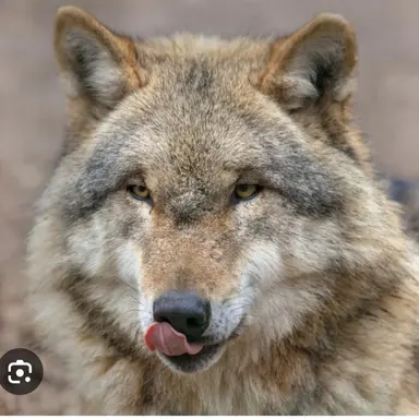 Profile image of 늑대