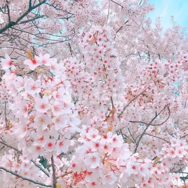 Profile image of 아름
