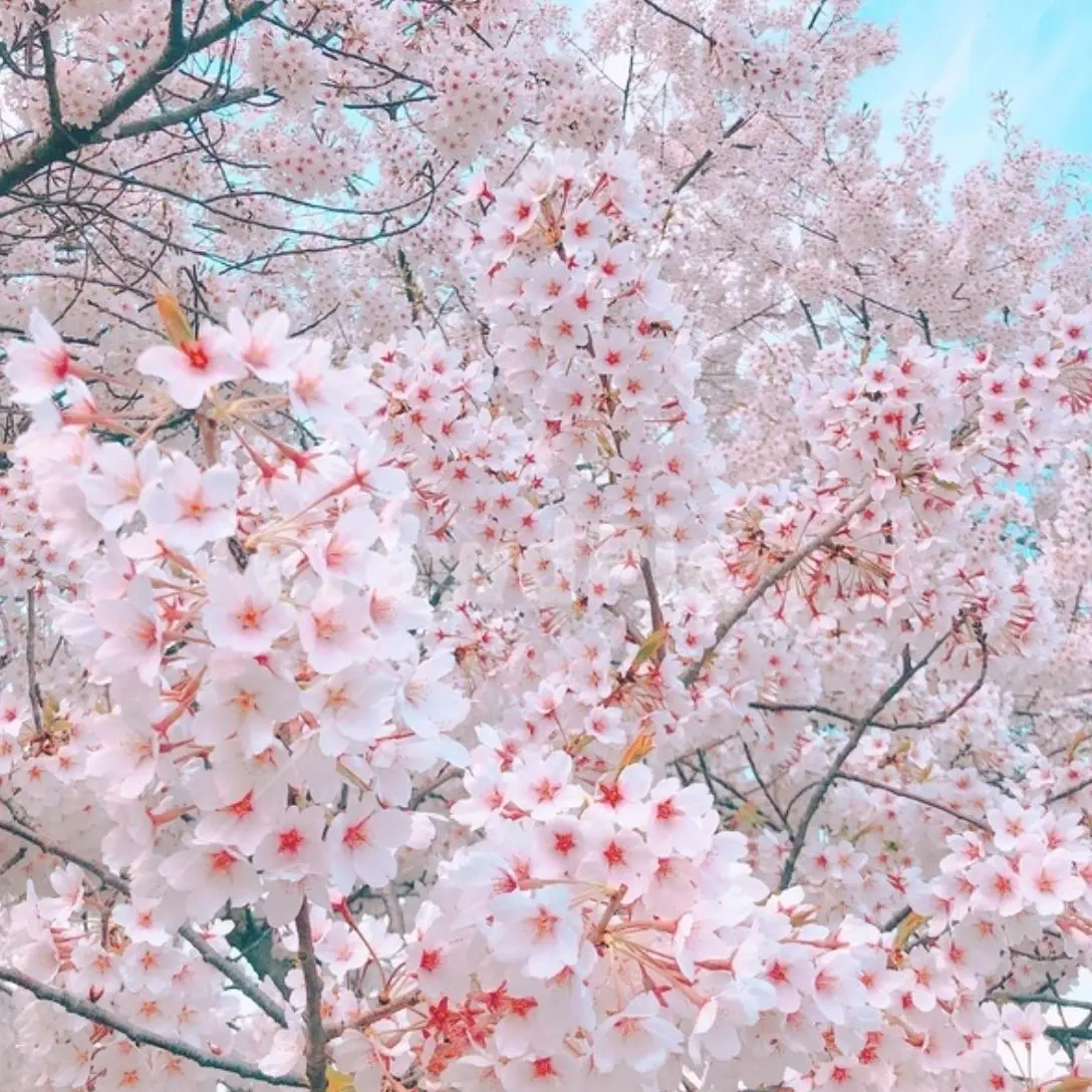 RoomyOboe6995의 포켓몬 ( 고고프렌즈/모찌옐 못넣움)