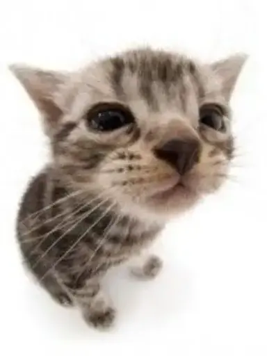 Profile image of Roxxi