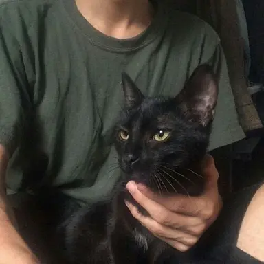 Profile image of Loki laufeyson