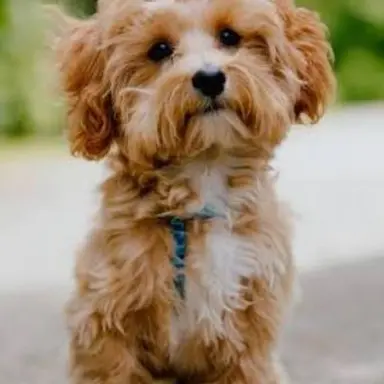 Profile image of Dodgy