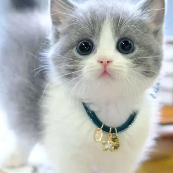 AgedMole8195의 Best Friend's Brother Flirts With You